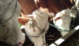 国产牛牛在线,创新游戏体验，引领休闲娱乐新潮流