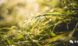 青青国产草视频